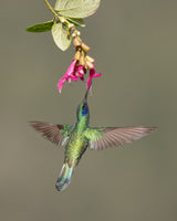 Sparkling Violetear Poster och Canvastavla