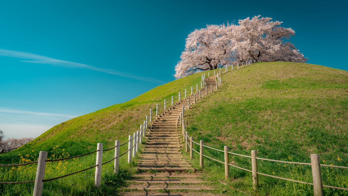 cherry blossoms on the hill Poster och Canvastavla