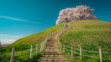 cherry blossoms on the hill Poster och Canvastavla