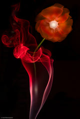 Red Buttercup Poster och Canvastavla