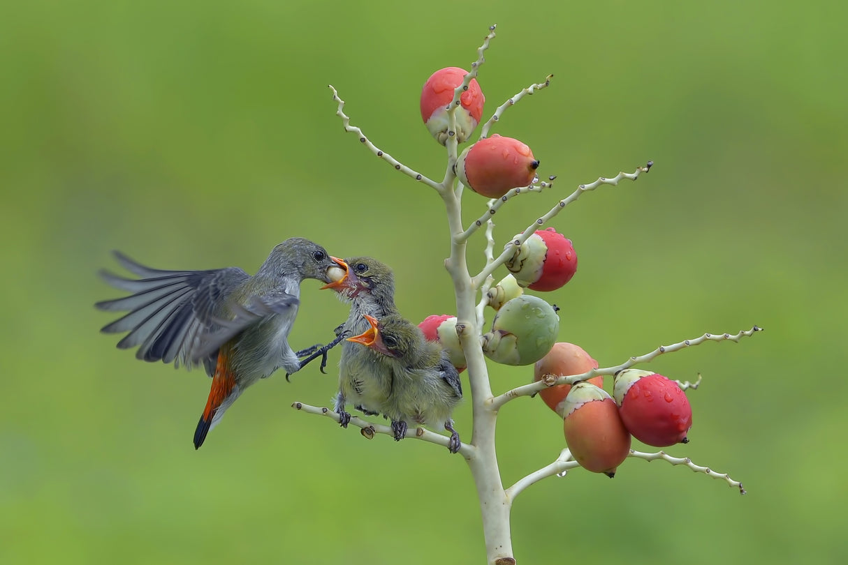 Female scarlet-headed flowerpecker bring food to their chicks Poster och Canvastavla