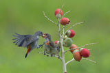 Female scarlet-headed flowerpecker bring food to their chicks Poster och Canvastavla