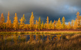 Siberian fall Poster och Canvastavla