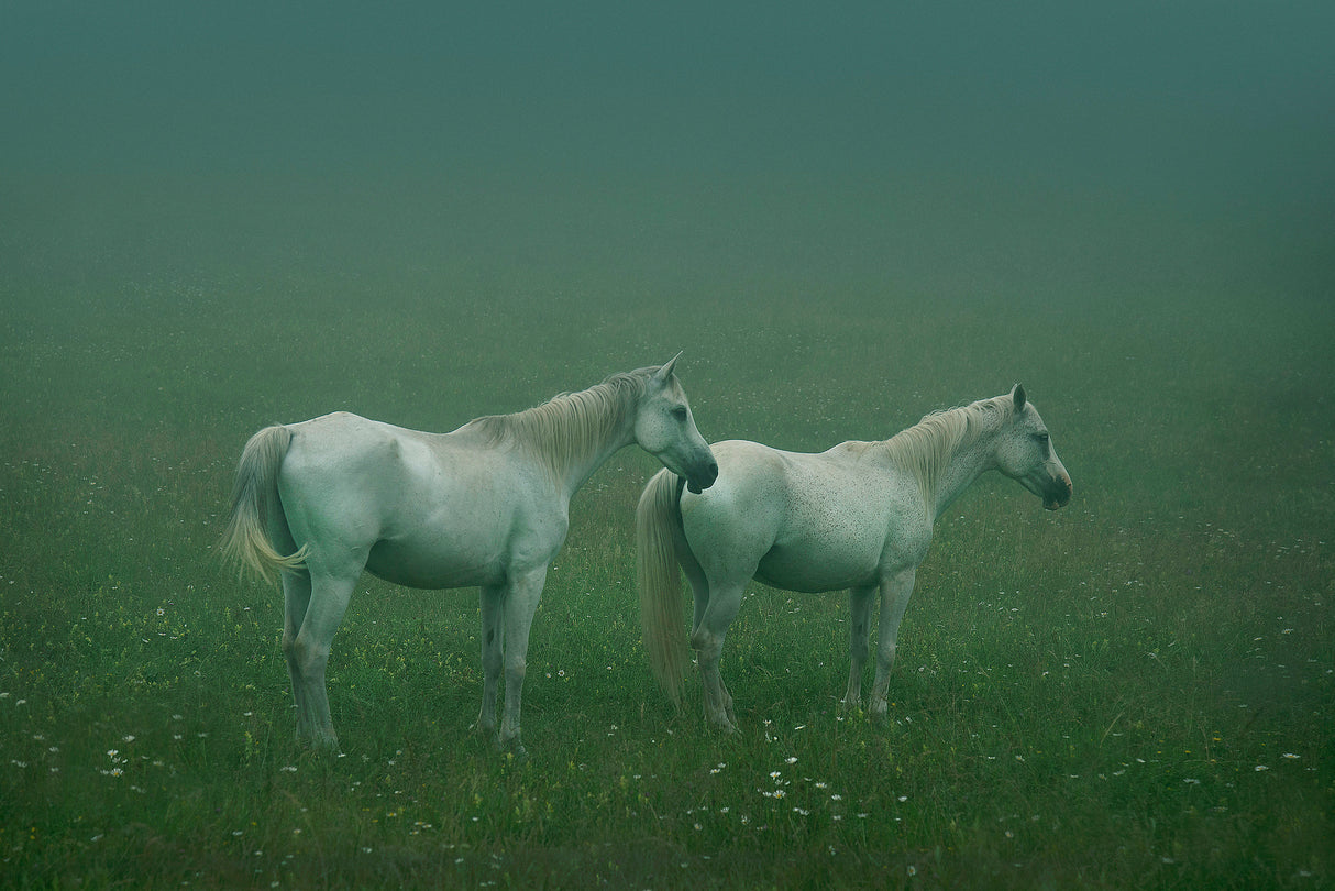 In the silent field Poster och Canvastavla