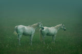 In the silent field Poster och Canvastavla