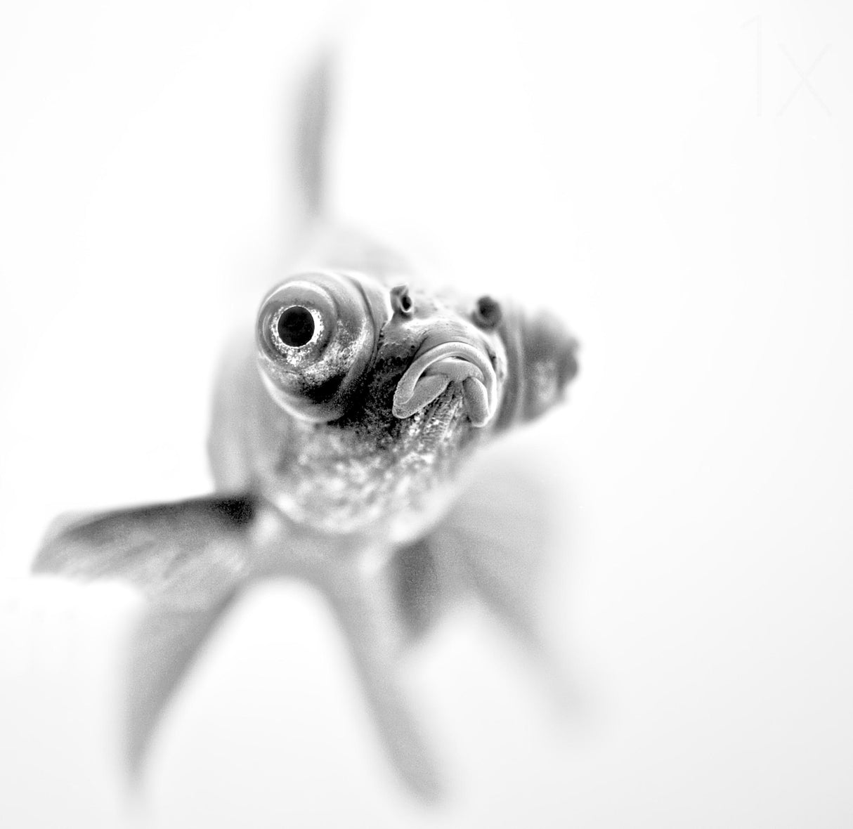 I'm ready for my close up... Poster och Canvastavla