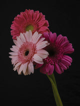 multicolored Gerbera flowers Poster och Canvastavla