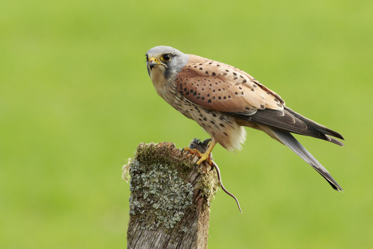 Kestrel at rest Poster och Canvastavla