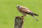 Kestrel at rest Poster och Canvastavla