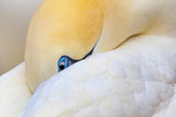 Hidden gannet Poster och Canvastavla