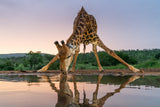 Sunset giraffe drinking Poster och Canvastavla