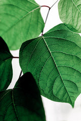 Summer Branches 2 Poster och Canvastavla