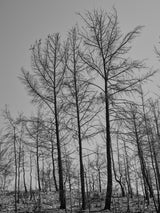 burnt trees and sky background Poster och Canvastavla