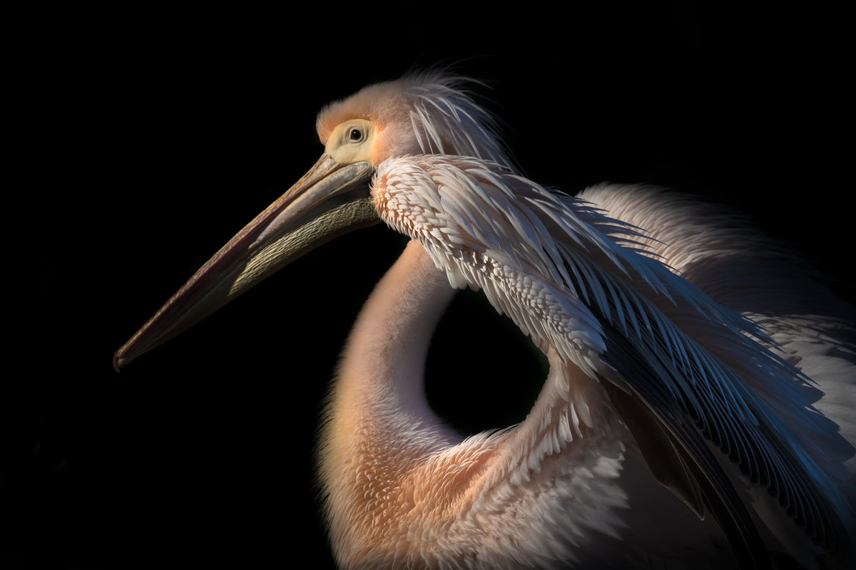 The Pelican Philosopher... Poster och Canvastavla