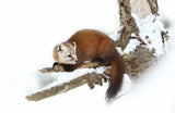 Pine Marten - Algonquin Park Poster och Canvastavla