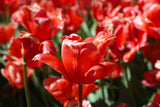 colorful tulips Poster och Canvastavla