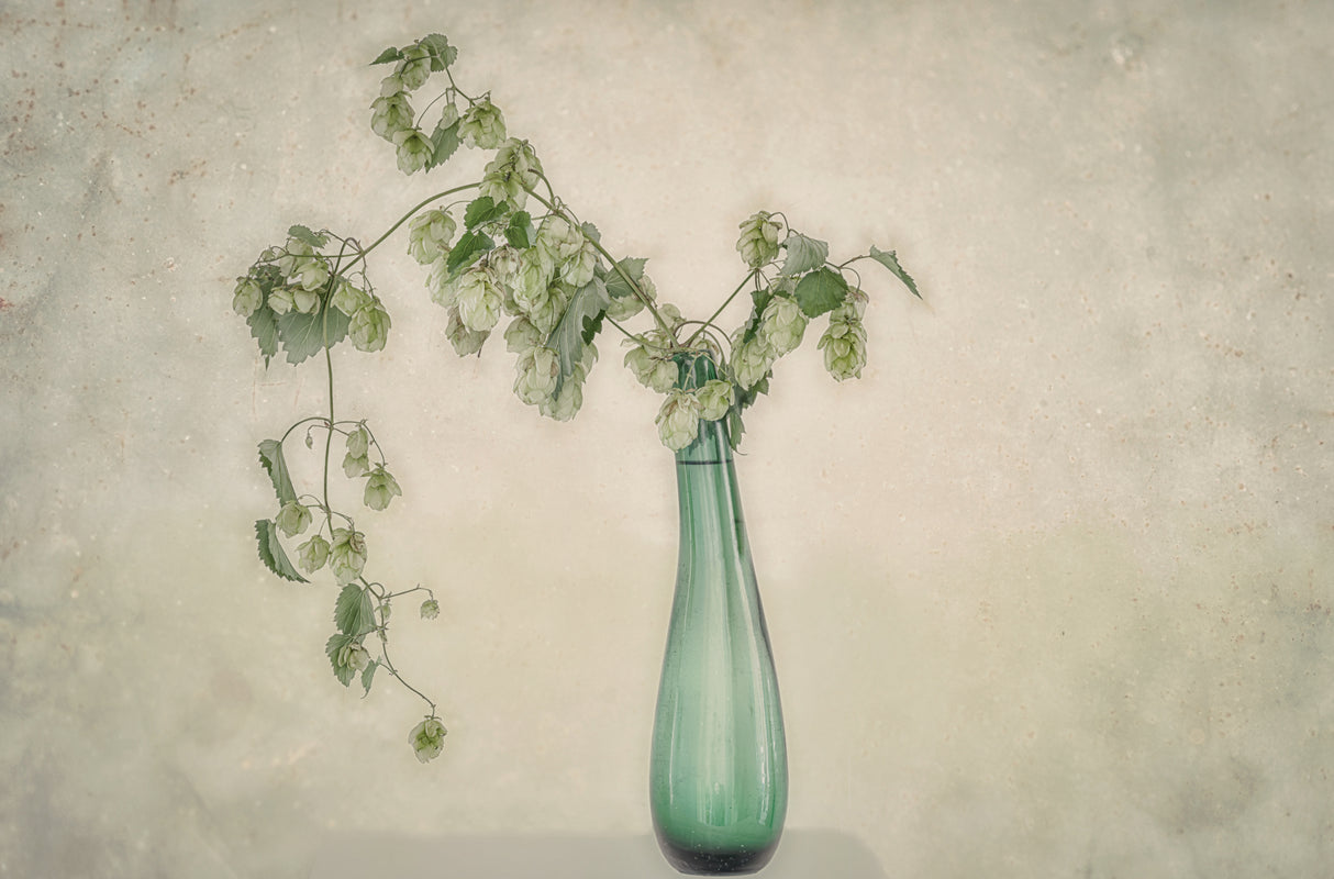 Common Hop Poster och Canvastavla