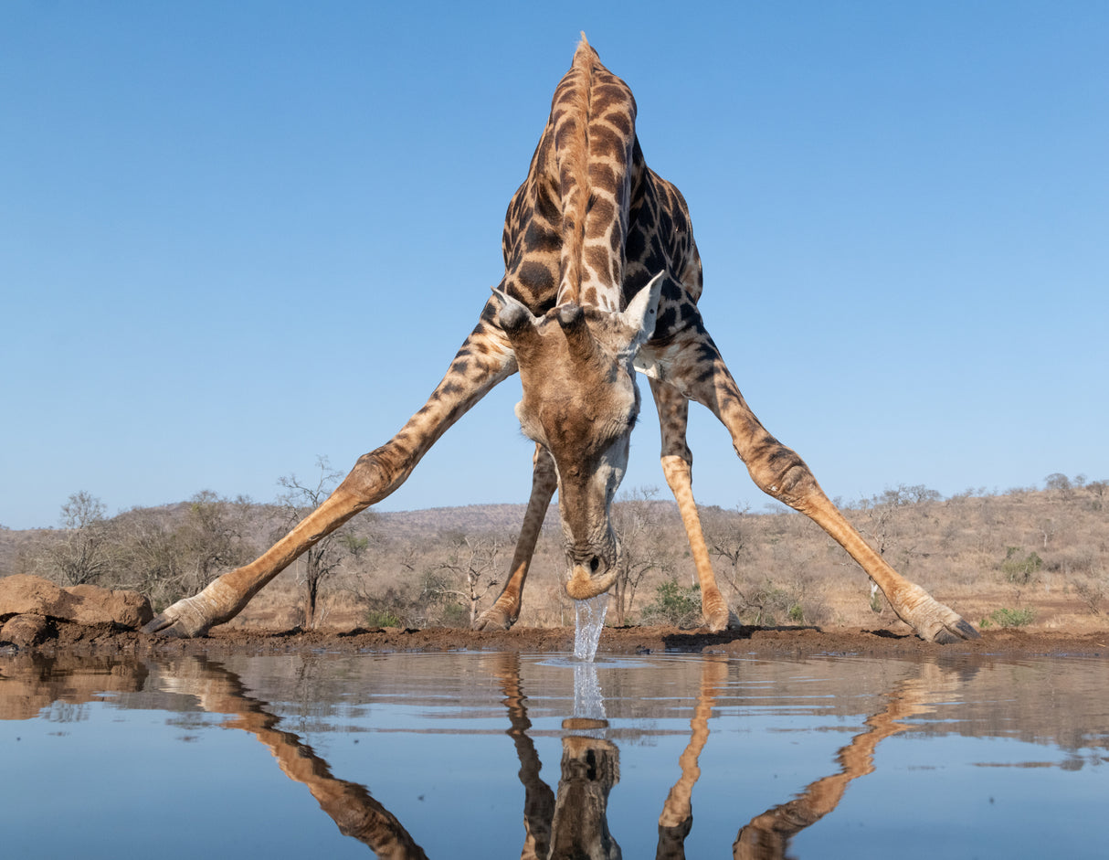 Giraffe drinking water Poster och Canvastavla