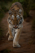 Poster och Canvastavla