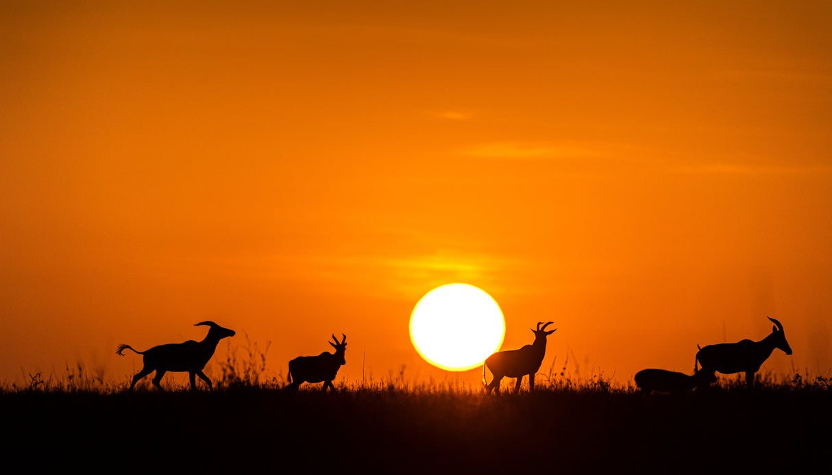 Running on  the sunset Poster och Canvastavla