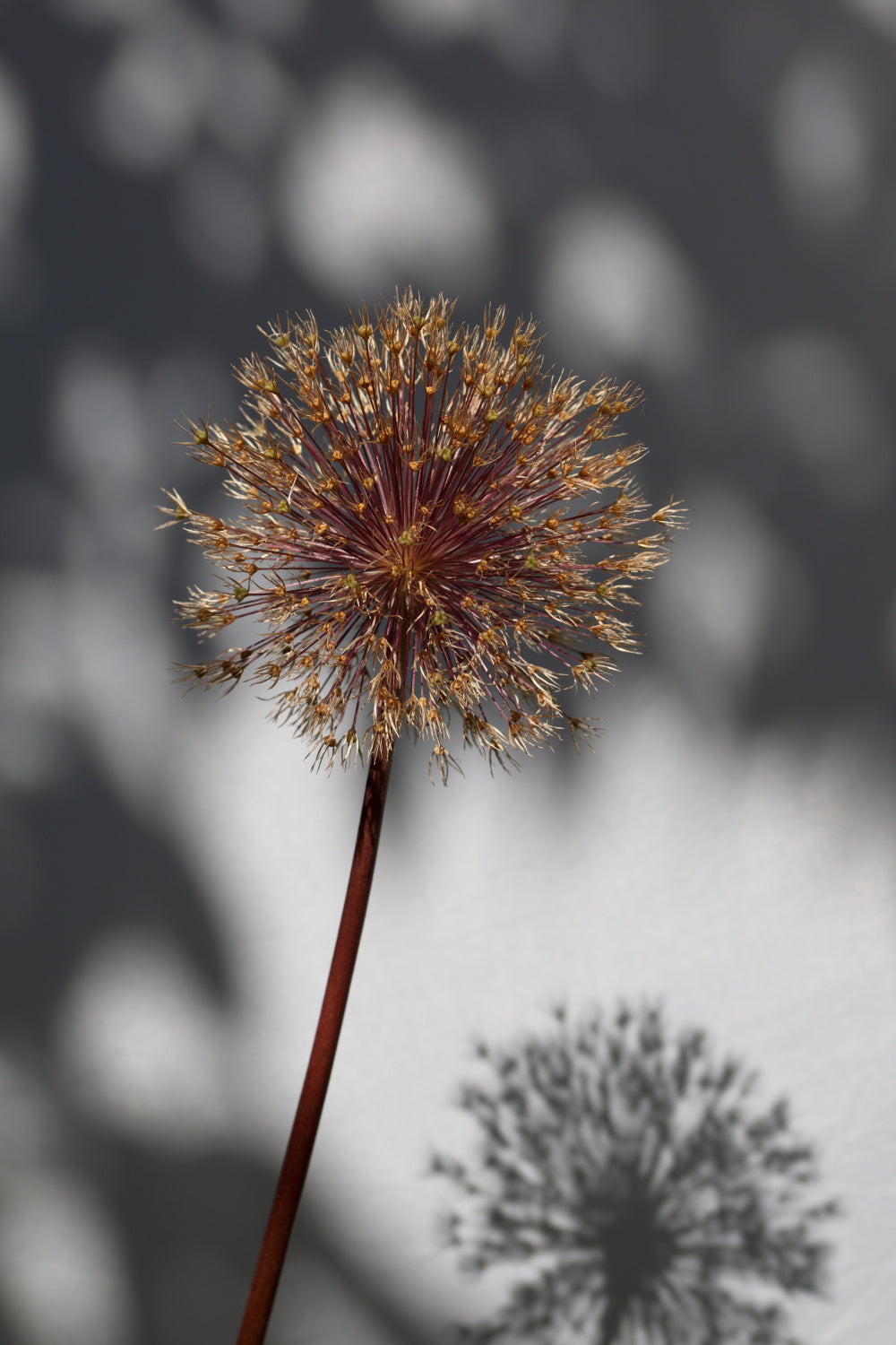 Withered flower, seed house_1 Poster och Canvastavla