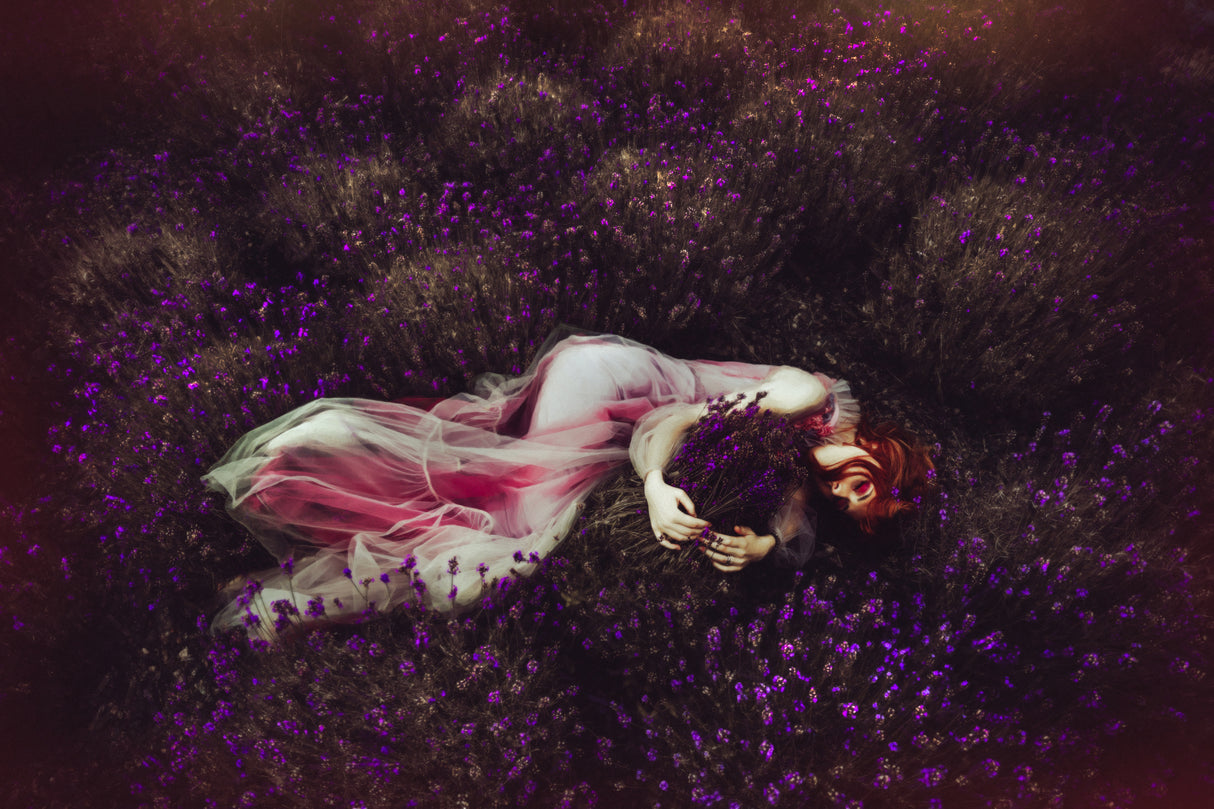 Lavender Dream Poster och Canvastavla