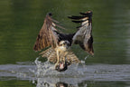 Osprey Poster och Canvastavla