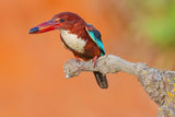 White Throated Kingfisher Poster och Canvastavla