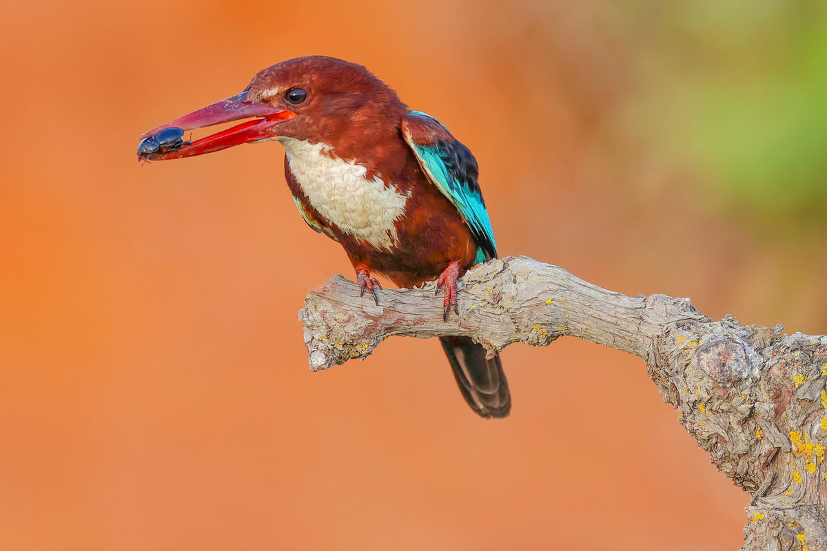 White Throated Kingfisher Poster och Canvastavla