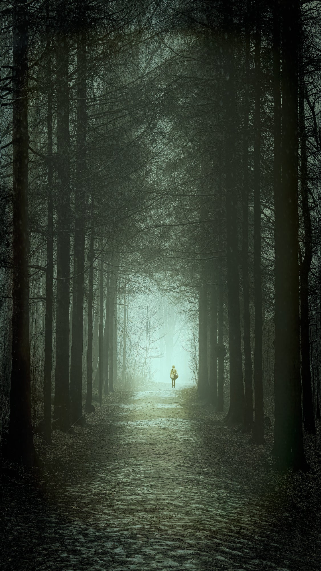 Tree Path Poster och Canvastavla