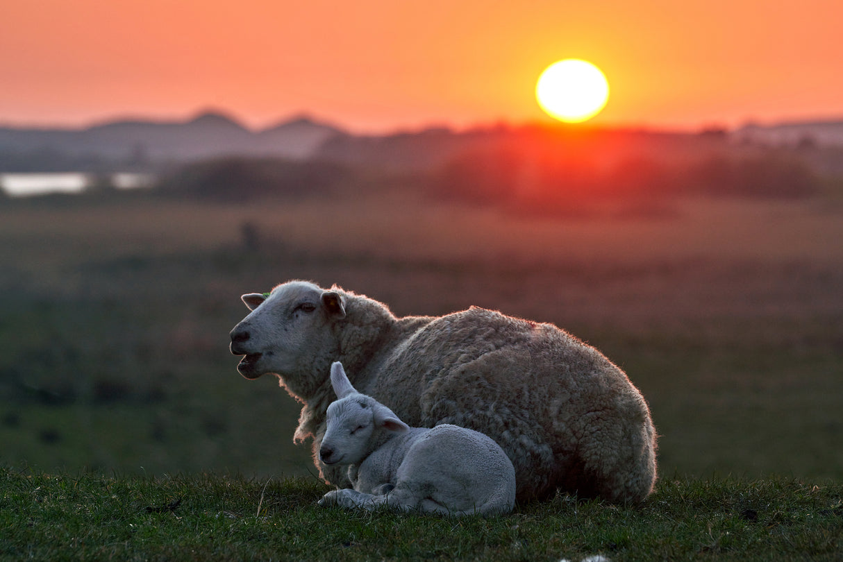 Sleep well Sheep Poster och Canvastavla