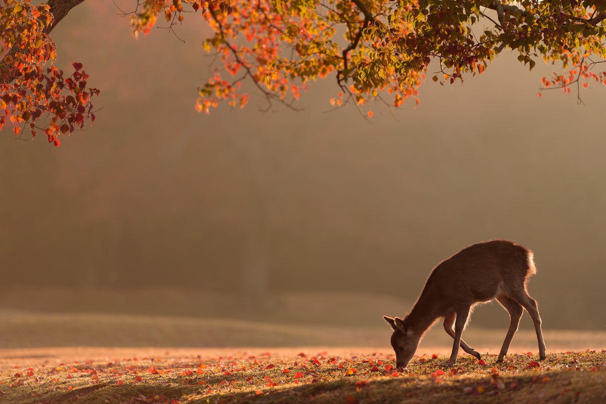 First Autumn Poster och Canvastavla