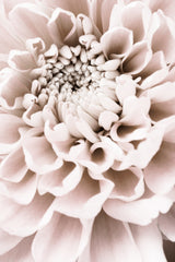 Chrysanthemum No 01 Poster och Canvastavla