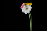 beautiful flower in front of black background Poster och Canvastavla
