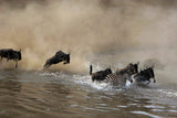 Mara Crossing Poster och Canvastavla