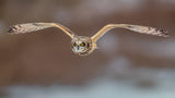 Short Ear Owl in Flight Poster och Canvastavla