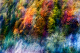 COLORFUL FOREST Poster och Canvastavla