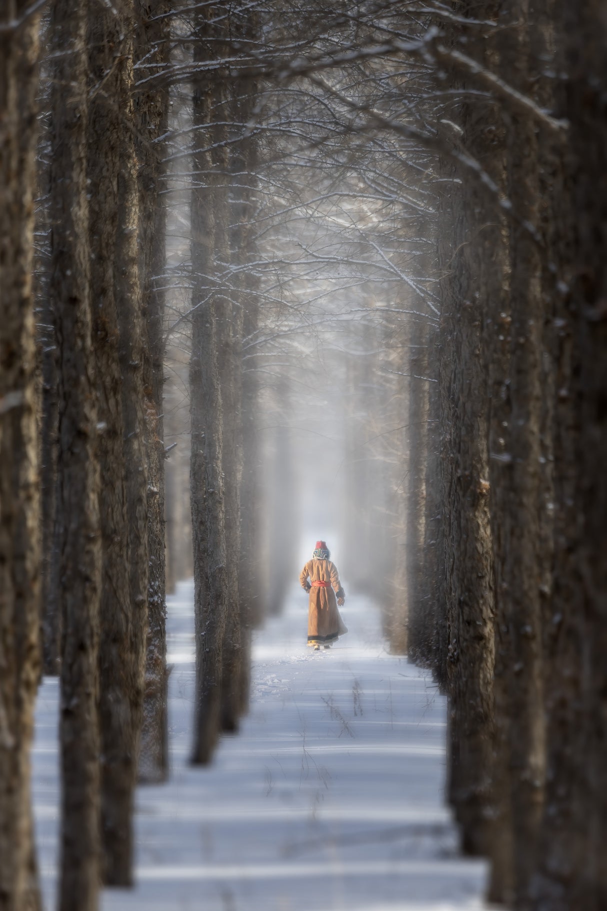 A Walk In The Forest Poster och Canvastavla