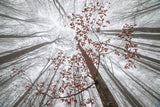 A wisp of fall Poster och Canvastavla