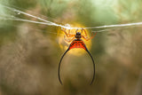 Long Horned Spider Poster och Canvastavla