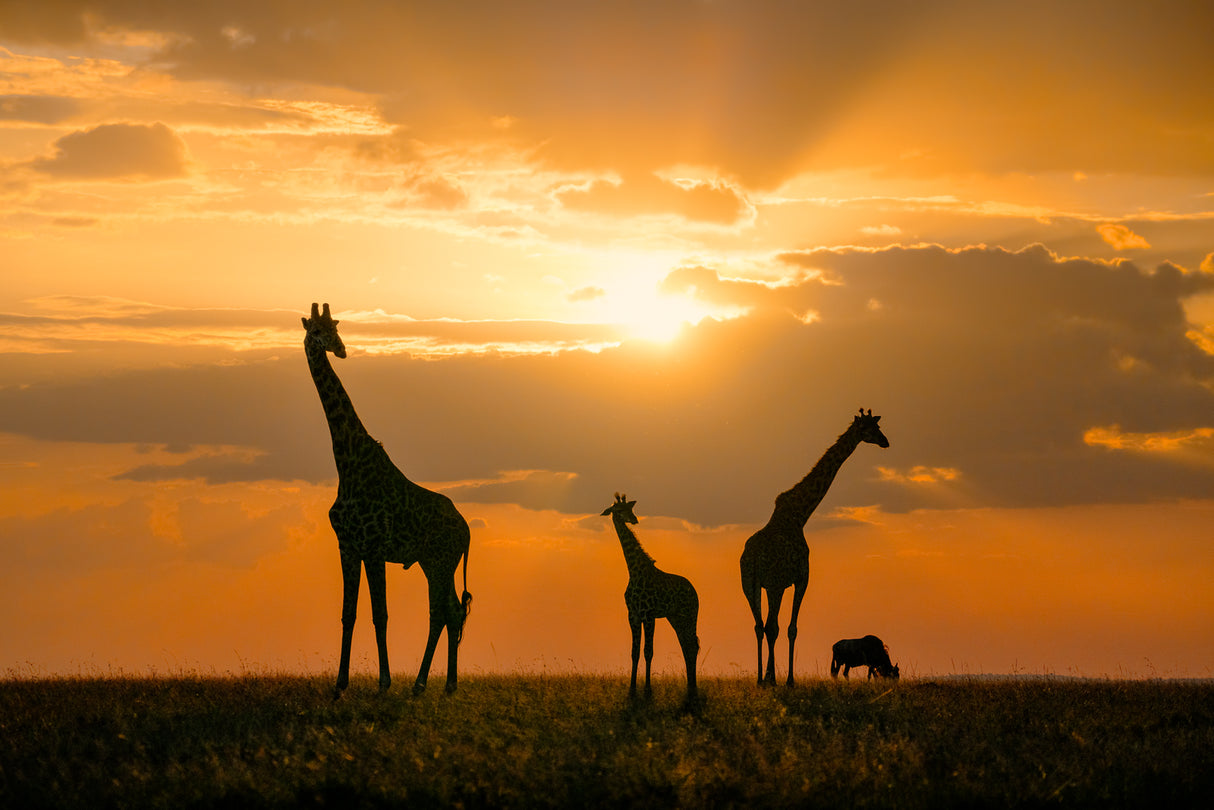 Golden Africa Poster och Canvastavla