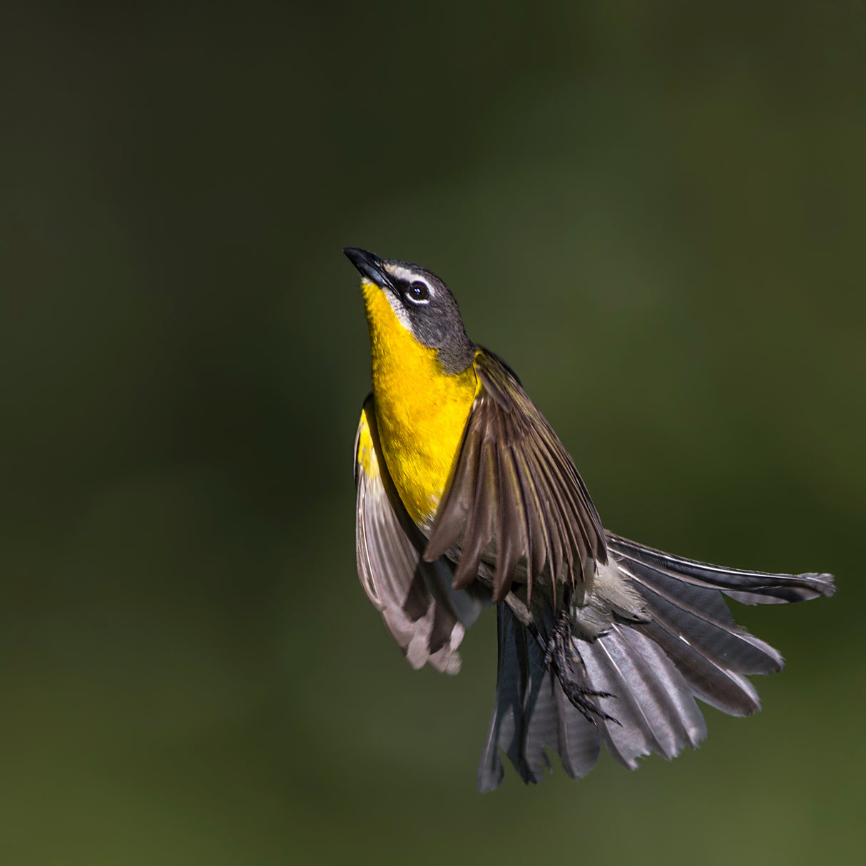 Yellow-breasted Chat Poster och Canvastavla
