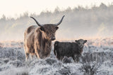Highlander and Calf Poster och Canvastavla