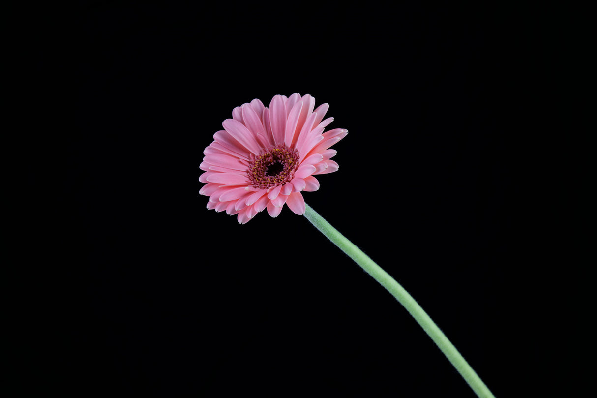 beautiful flower in front of black background Poster och Canvastavla