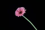 beautiful flower in front of black background Poster och Canvastavla