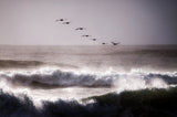 Pelicans Poster och Canvastavla