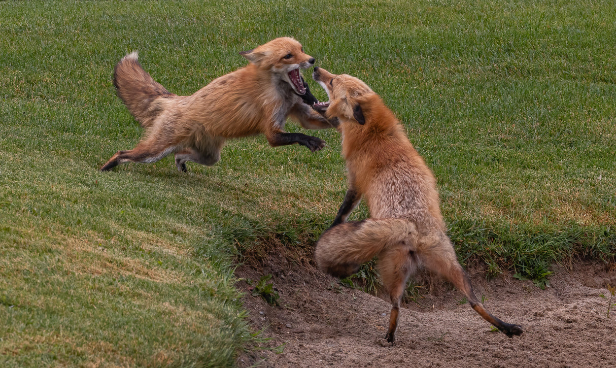 Red fox Poster och Canvastavla