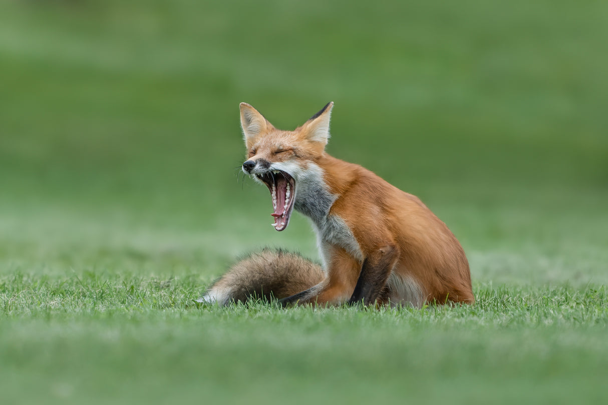 Red Fox Yawning Poster och Canvastavla