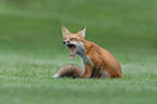 Red Fox Yawning Poster och Canvastavla