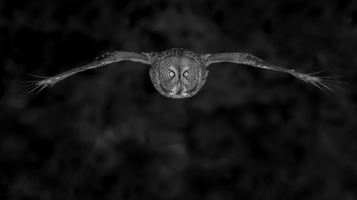 Great Gray Owl in fly Poster och Canvastavla